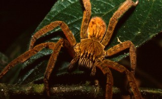 Cupiennius coccineus