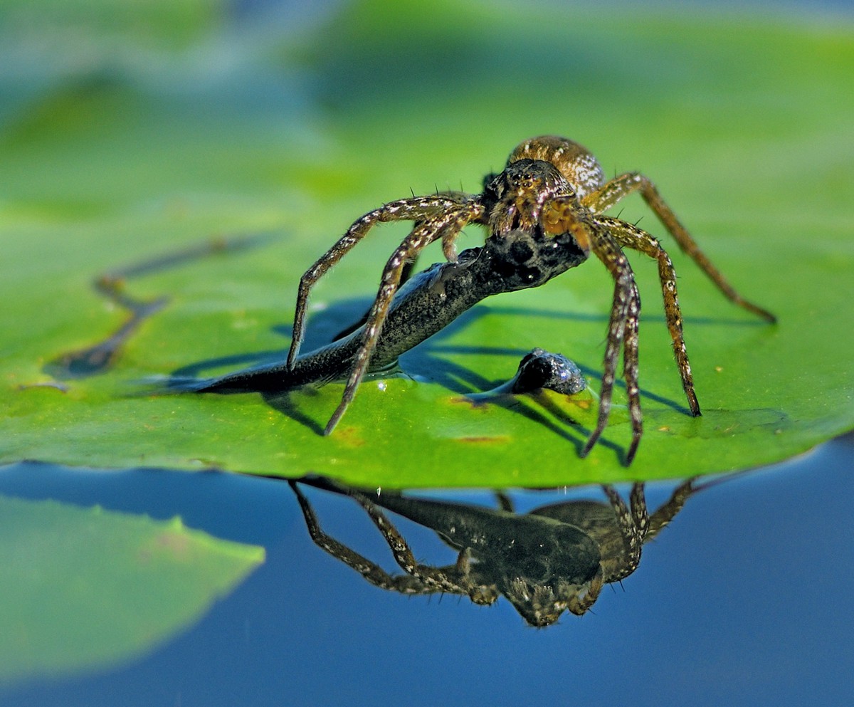 Dolomedes plantarius