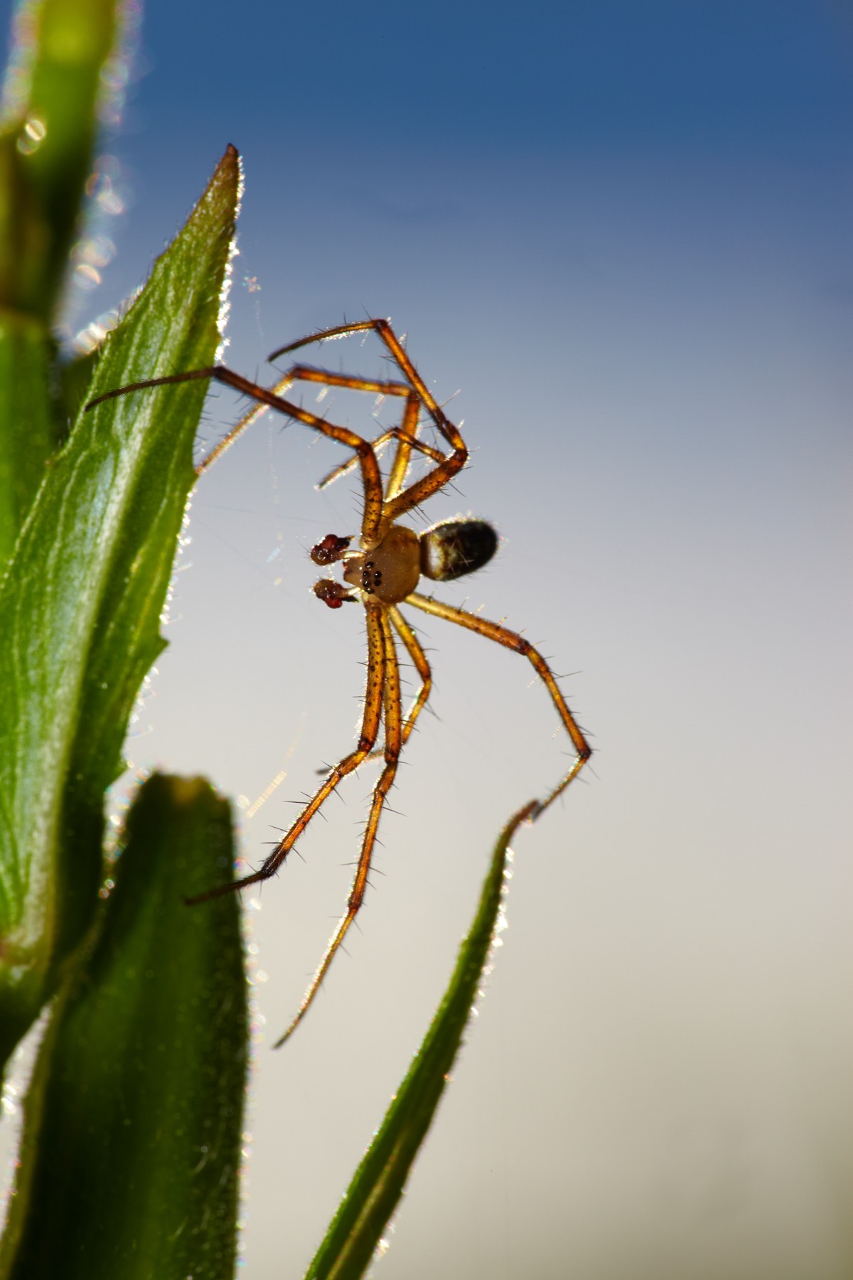 Argiope bruennichi