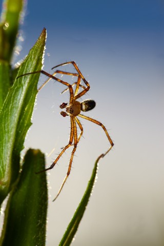 Argiope bruennichi
