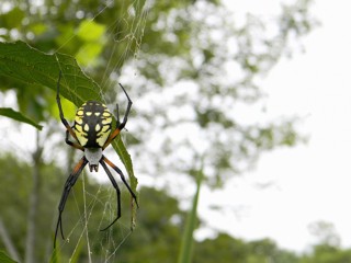 Argiope aurantia