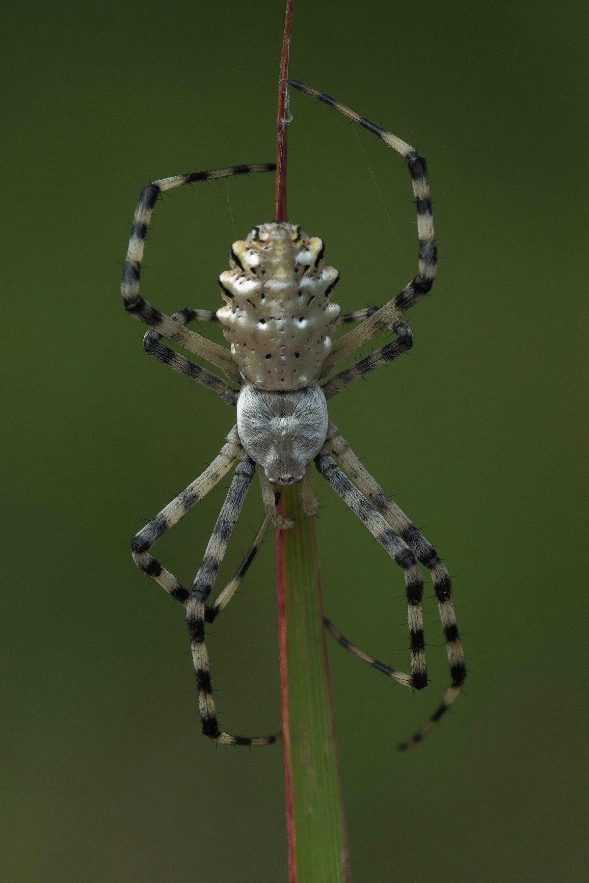 Argiope lobata