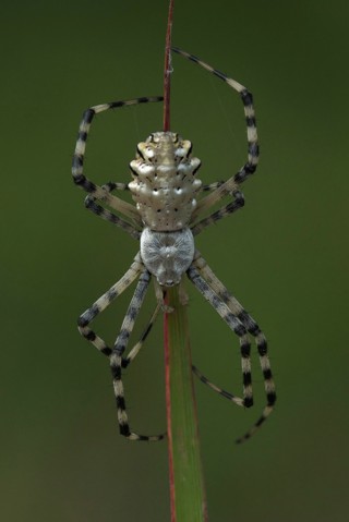 Argiope lobata