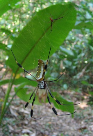 Trichonephila clavipes