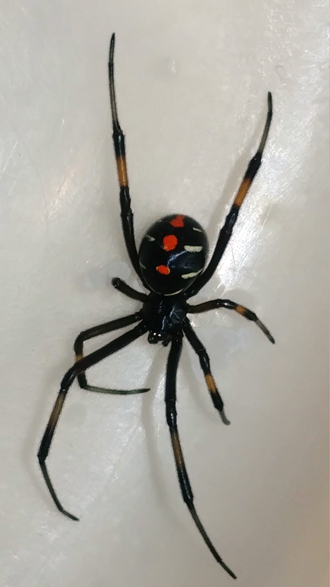 Latrodectus mactans