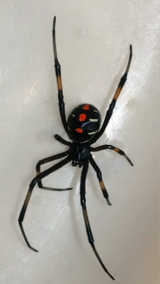 Latrodectus mactans