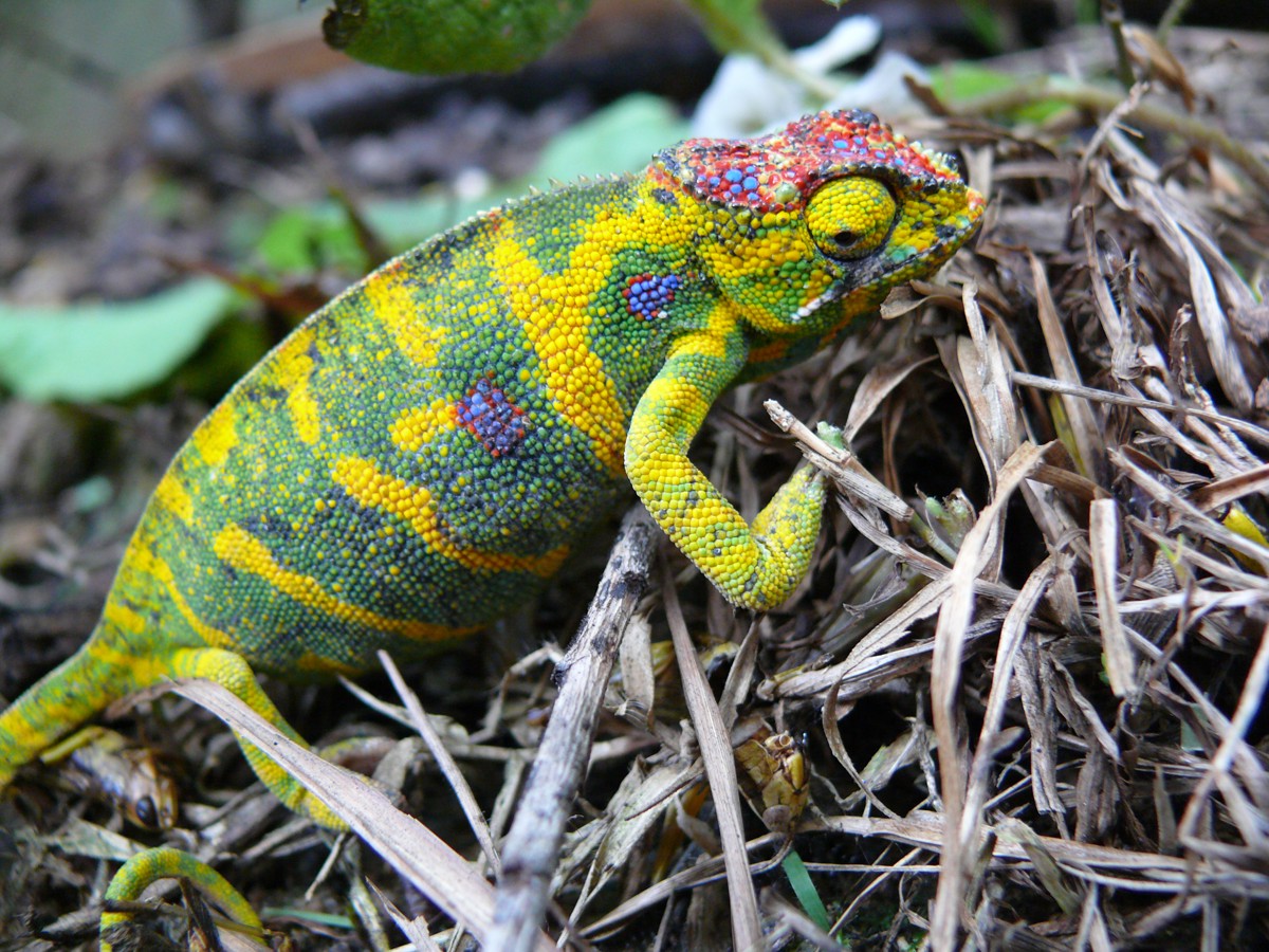 Furcifer minor