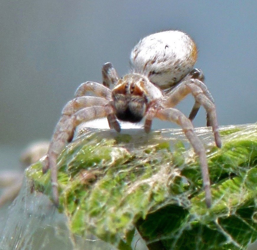 Stegodyphus dumicola