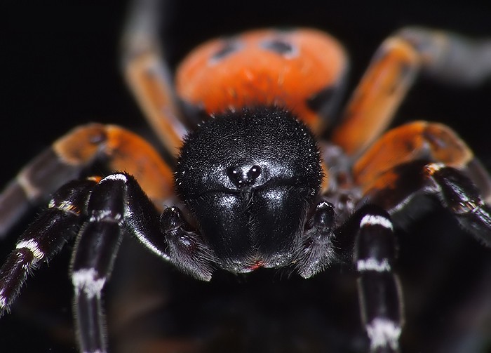 Eresus kollari