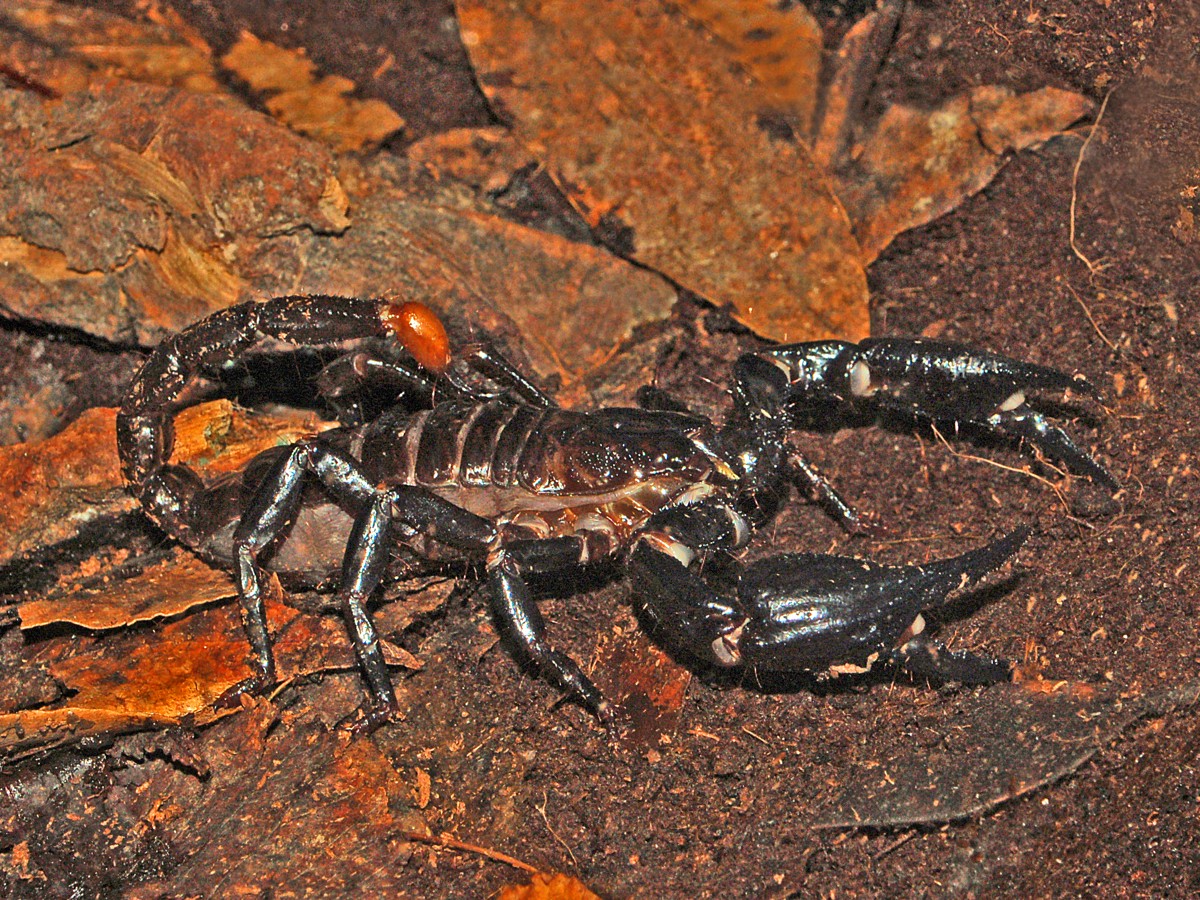 Heterometrus spinifer