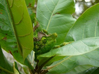 Furcifer antimena