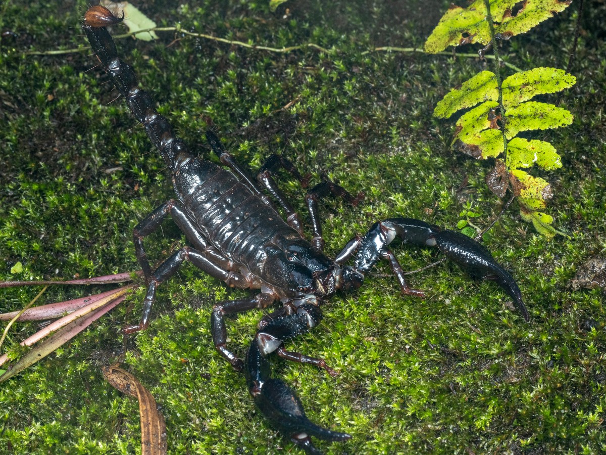 Heterometrus longimanus