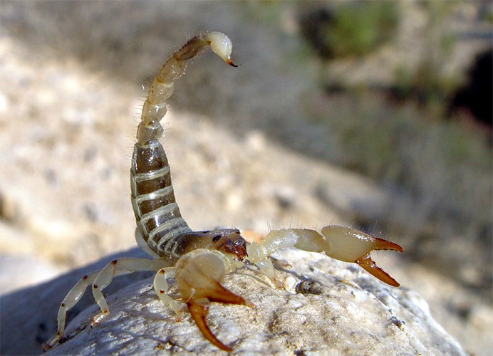 Scorpio maurus