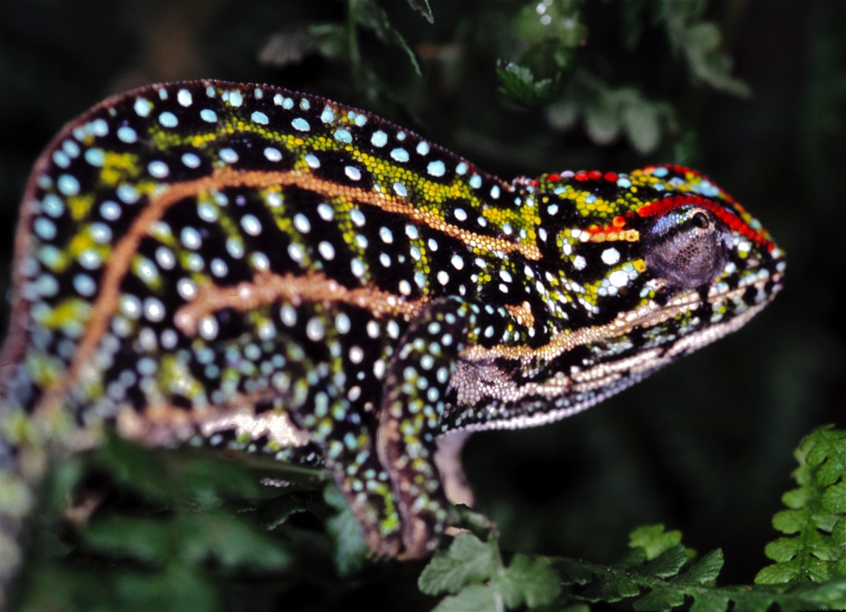 Furcifer campani