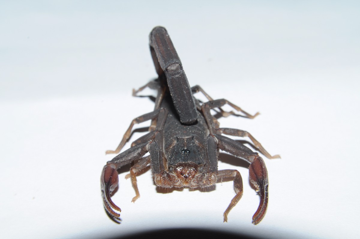 Centruroides gracilis
