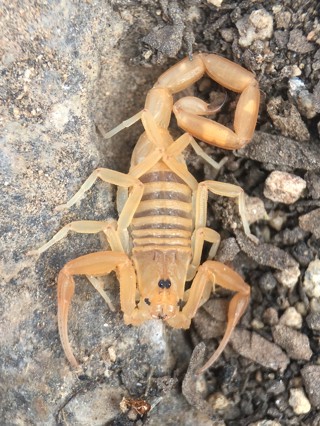 Centruroides sculpturatus