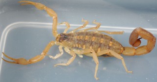 Centruroides vittatus