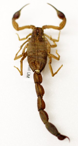 Centruroides margaritatus