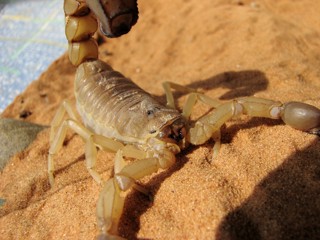 Androctonus australis