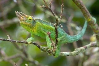 Trioceros jacksonii