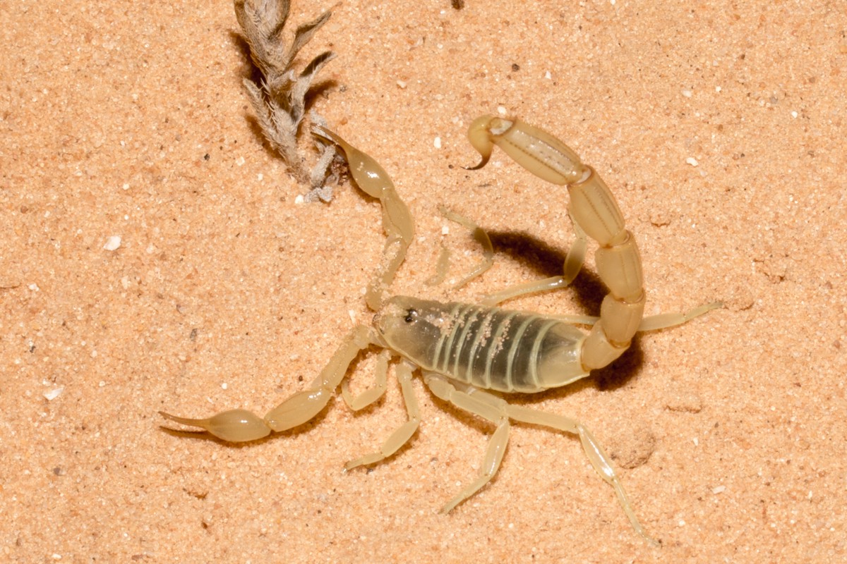 Androctonus amoreuxi