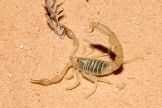 Androctonus amoreuxi