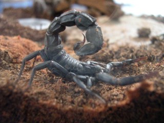 Androctonus mauritanicus