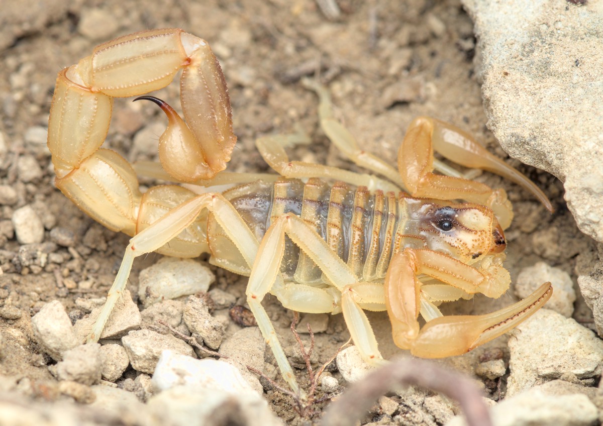 Buthus occitanus