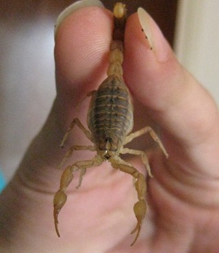 Mesobuthus eupeus