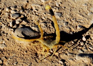 Leiurus hebraeus