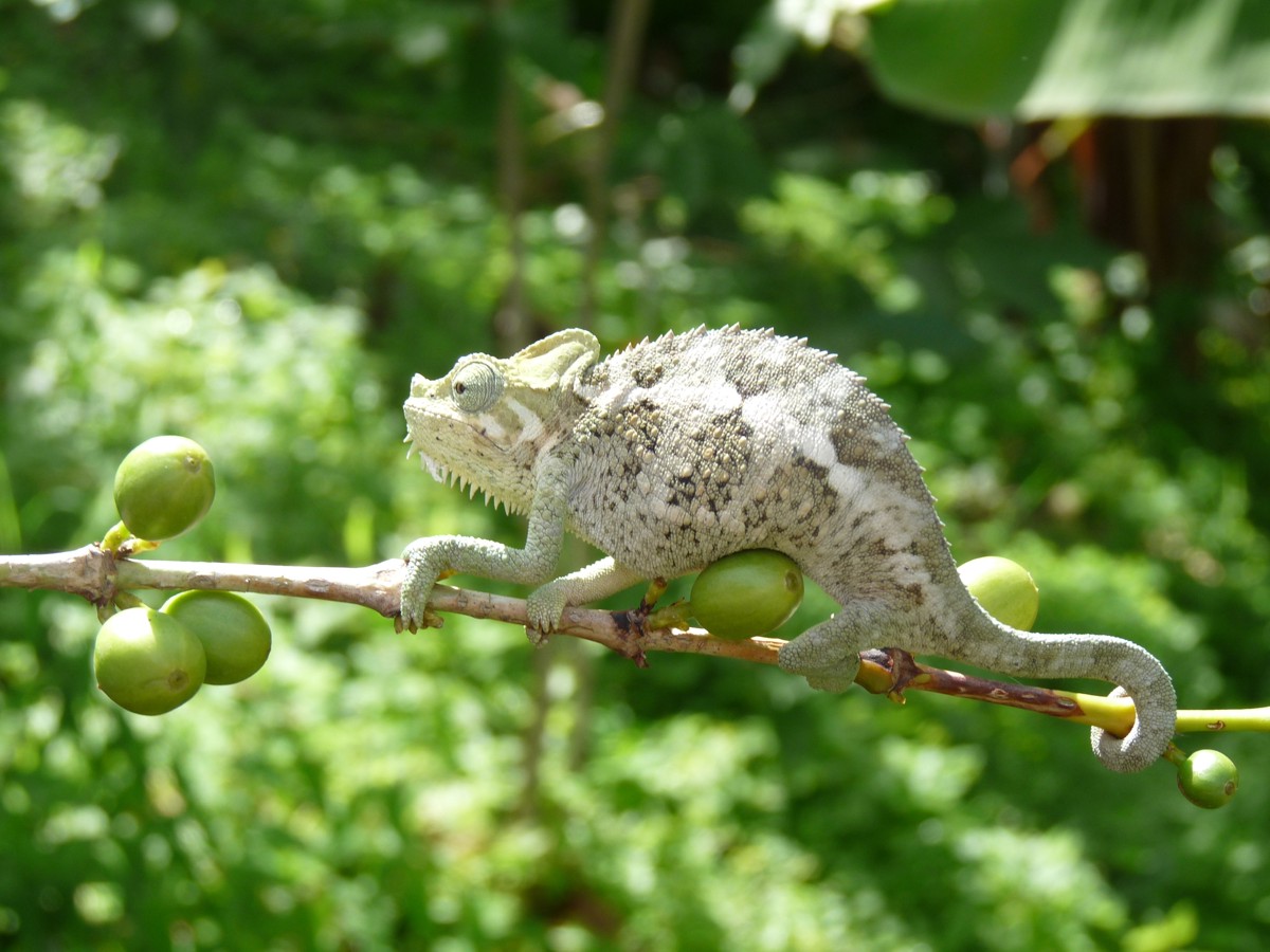 Trioceros hoehnelii