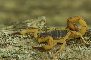 Tityus serrulatus