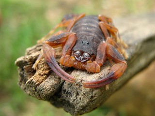 Tityus bahiensis