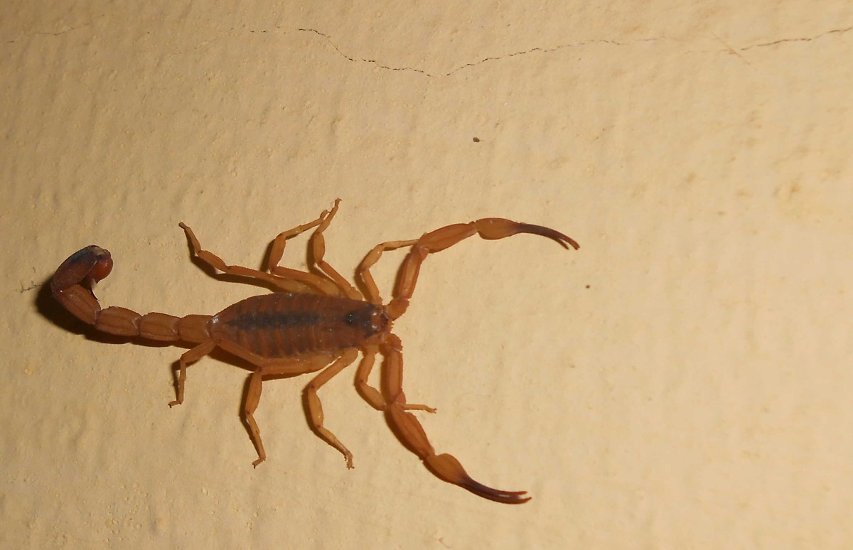 Tityus stigmurus