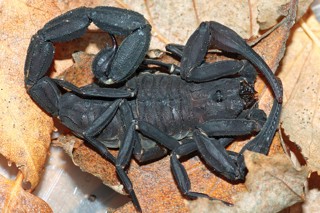 Tityus obscurus