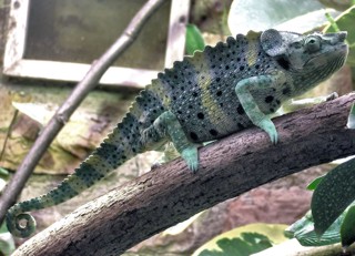 Trioceros melleri