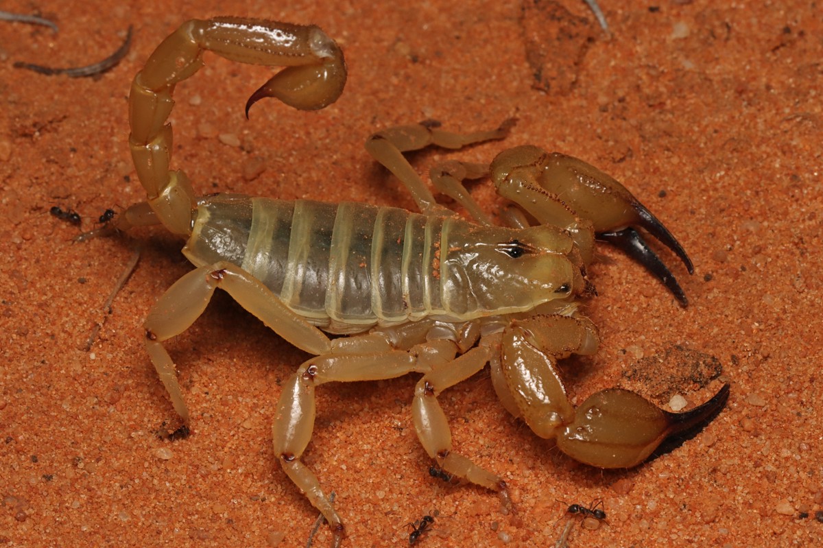 Urodacus yaschenkoi