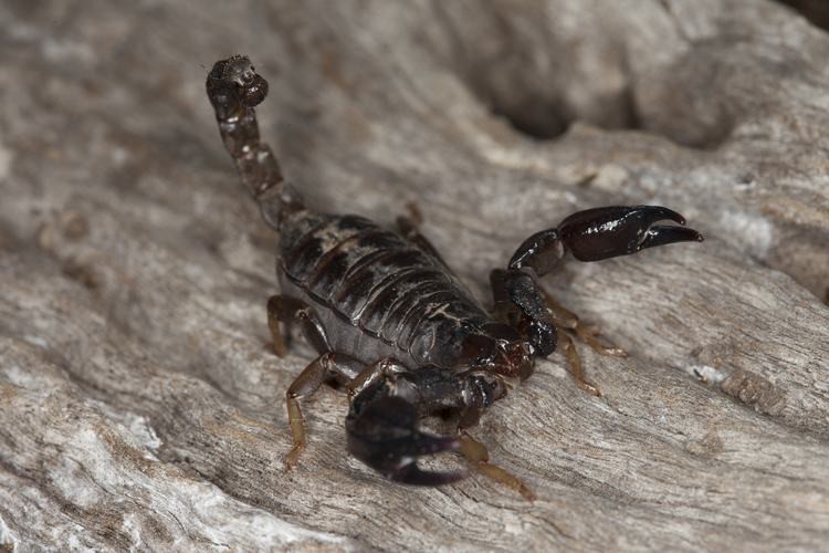 Urodacus manicatus