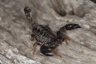 Urodacus manicatus