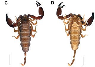 Liocheles australasiae