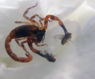 Babycurus jacksoni