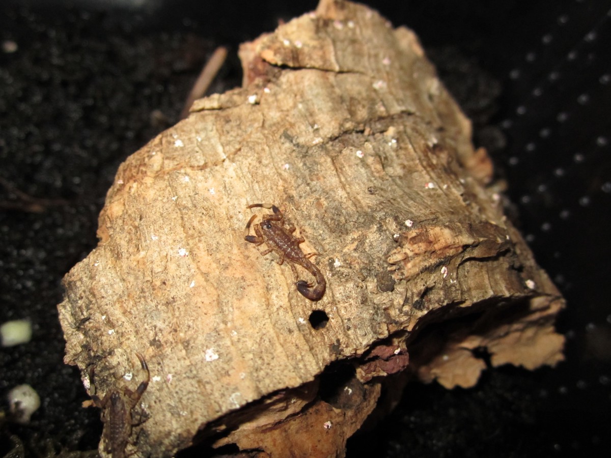 Lychas mucronatus