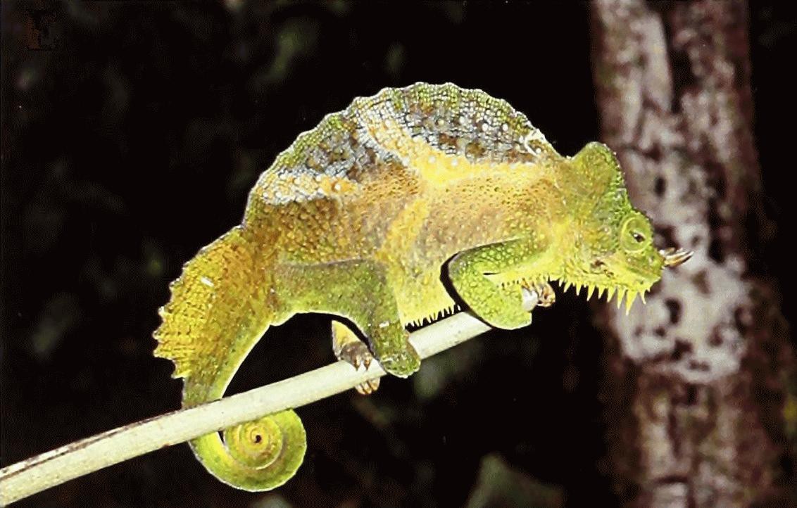 Trioceros quadricornis