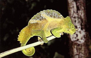 Trioceros quadricornis