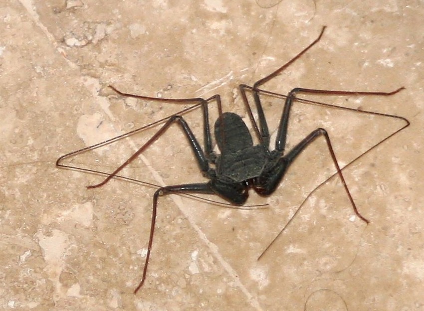 Paraphrynus mexicanus