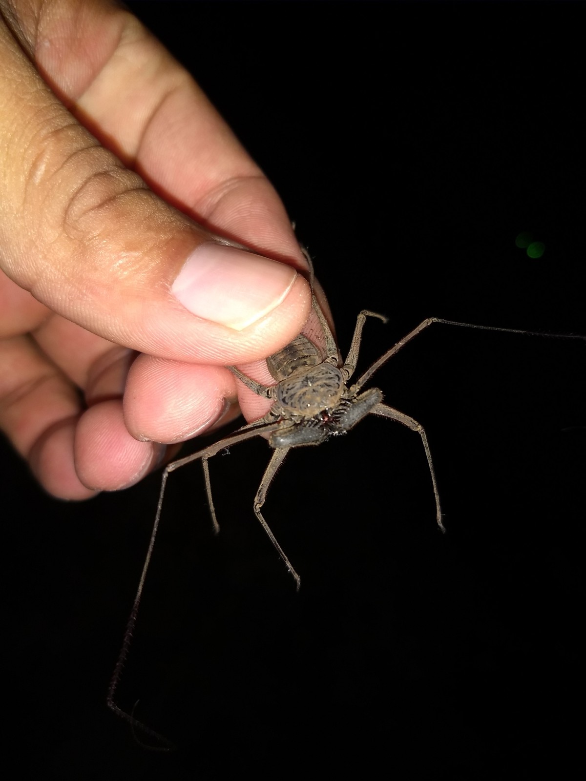 Paraphrynus aztecus