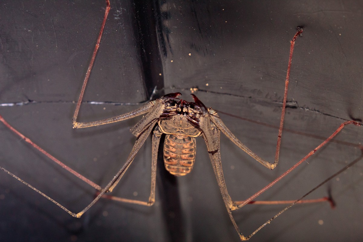 Heterophrynus longicornis