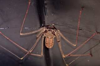 Heterophrynus longicornis