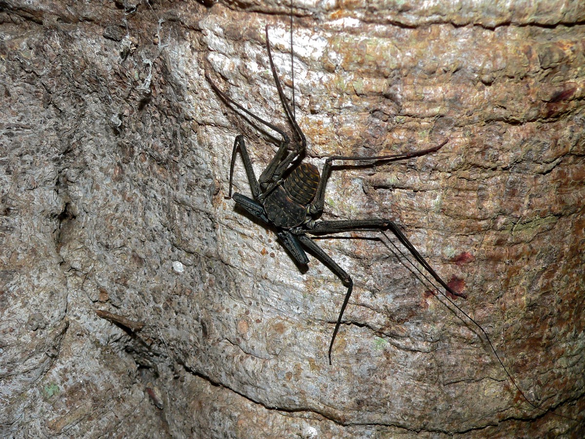Phrynus whitei