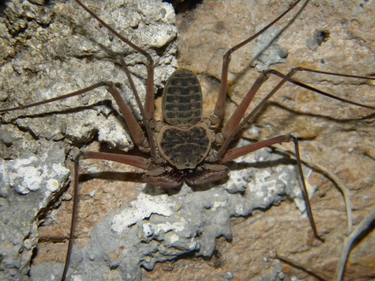 Phrynus longipes